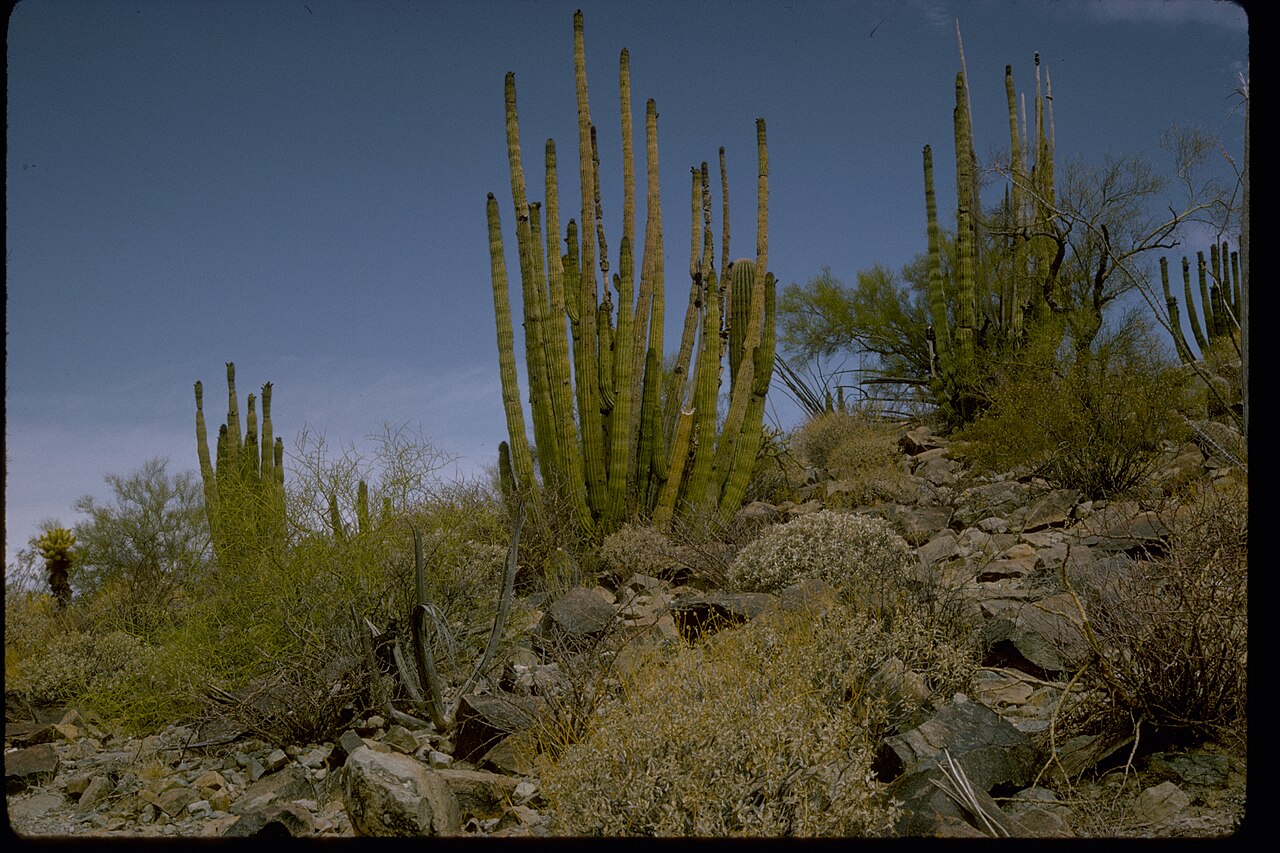 Organ Pipe Cactus National Monument ORPI2067, illustrative photo