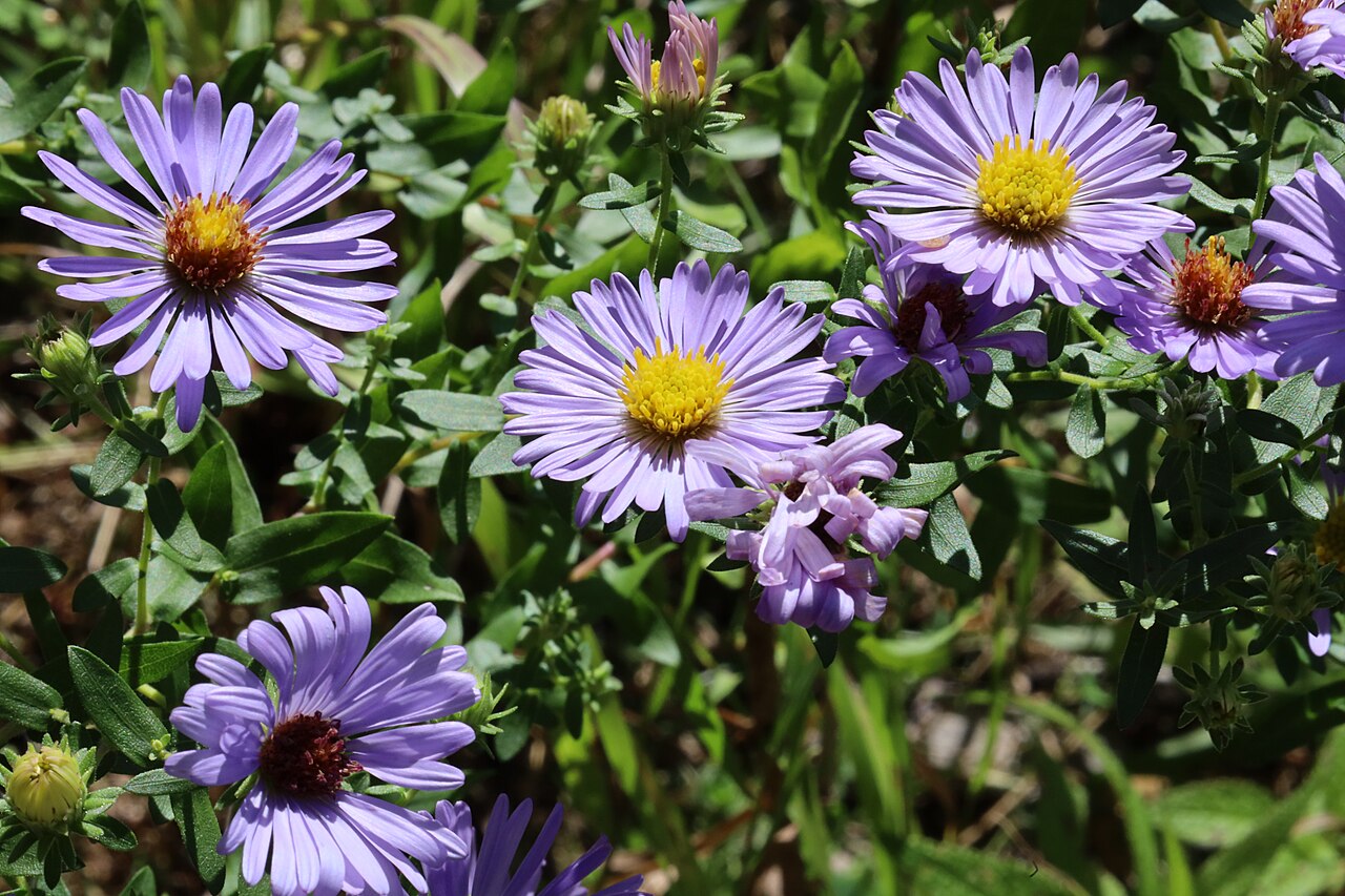 Flowers of Canaan Valley 2021c, illustrative activity photo