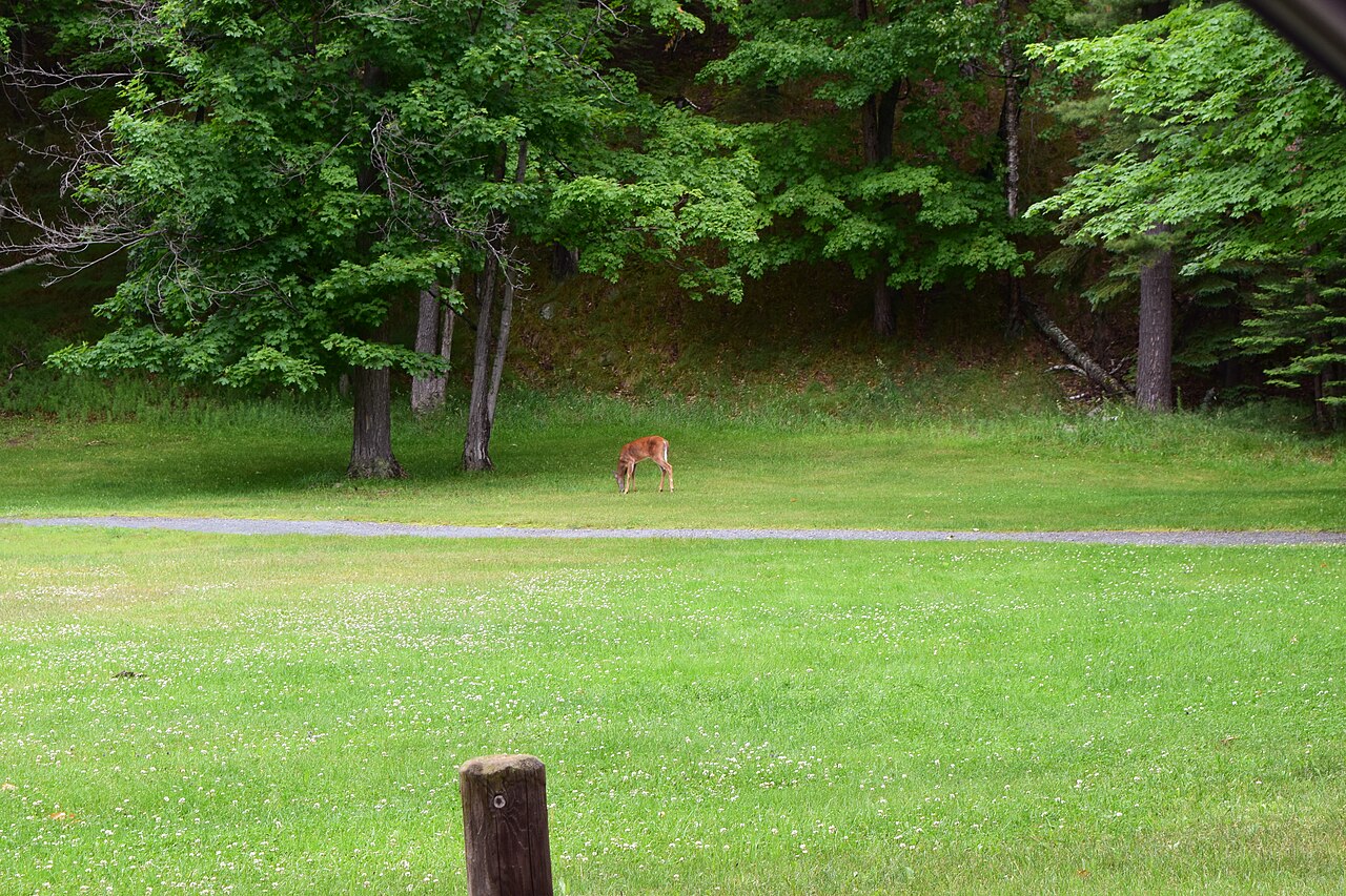 Deer (Upper Peninsula of Michigan), illustrative activity photo