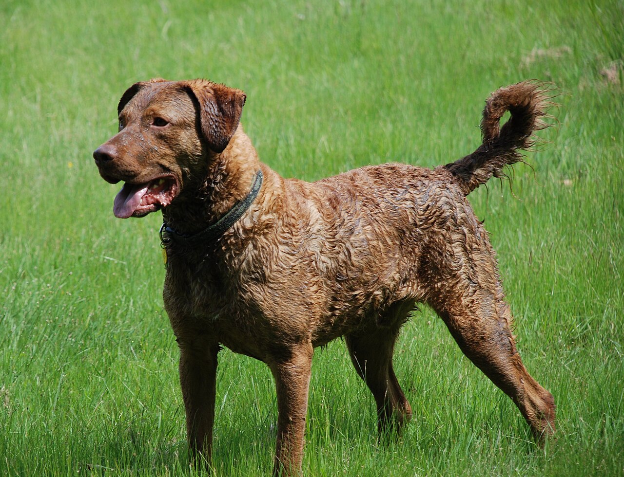 Chesapeake Bay Retriever1, illustrative activity photo