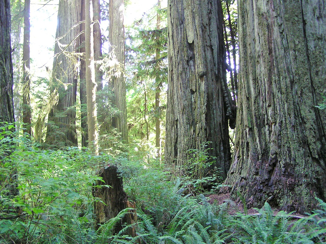 Redwood National and State Parks - panoramio (1), illustrative photo