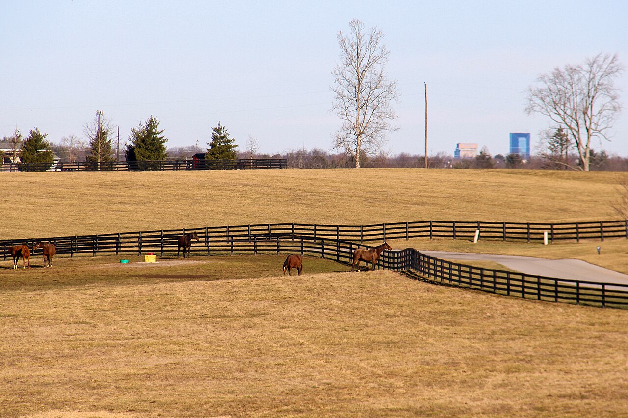 Horses with tall building in background in Lexington-Fayette County, Kentucky, illustrative activity photo