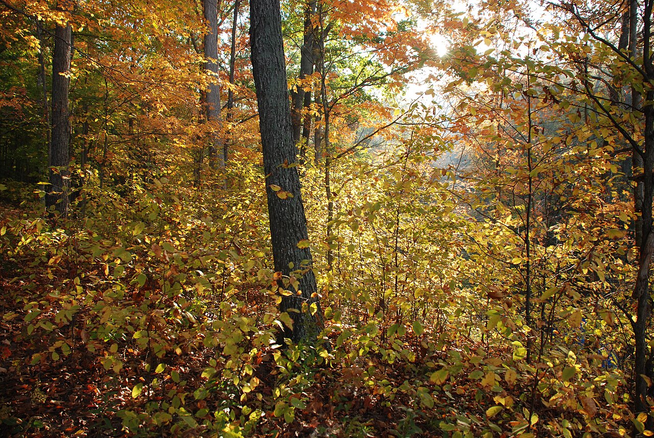 Oak woodland Hoosier National Forest, illustrative photo