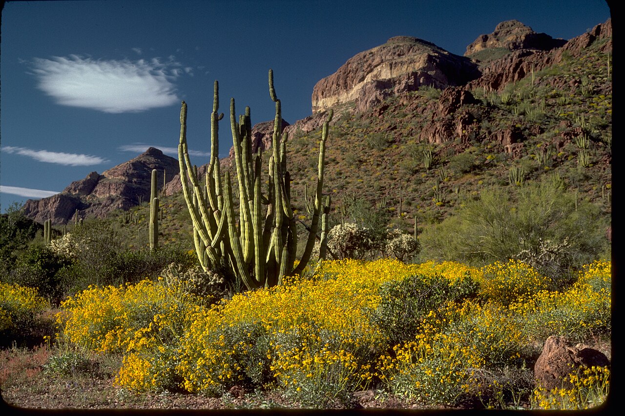 Organ Pipe Cactus National Monument ORPI4653, illustrative photo