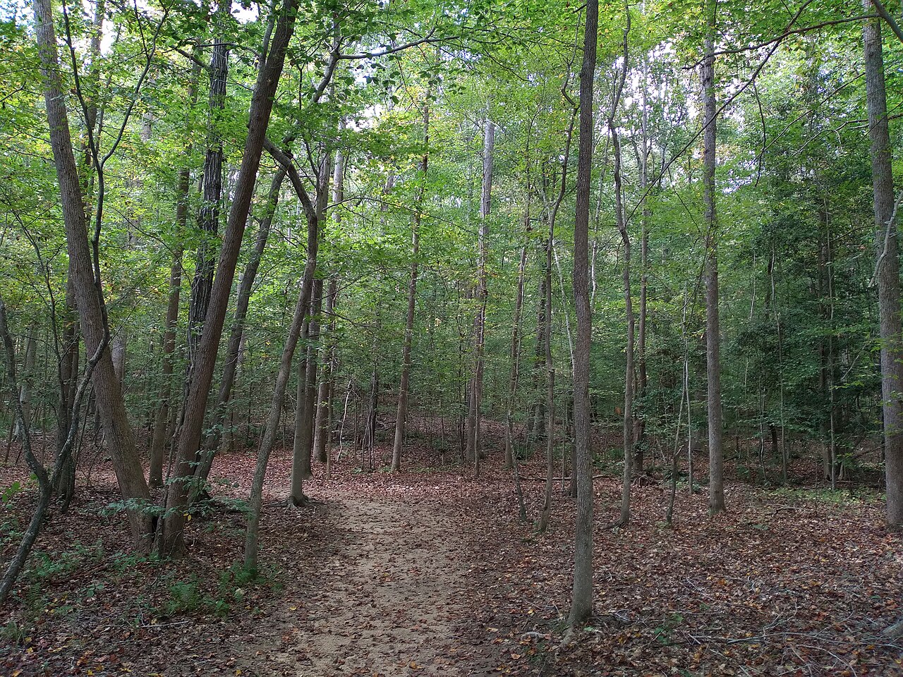George Washington National Forest, Virginia 2 - by J.D. Savanyu, illustrative photo